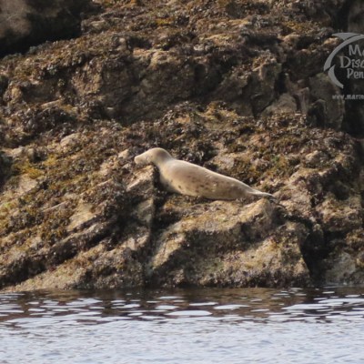 a bird standing on a rock in the water