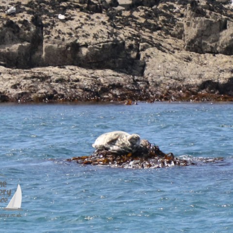grey seal