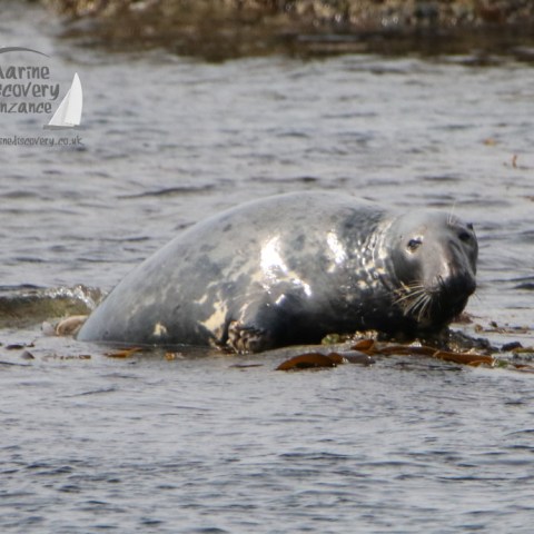 grey seal bull