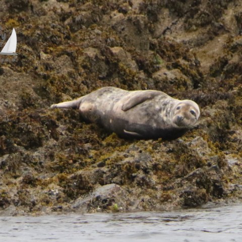 grey seal