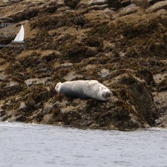 grey seal