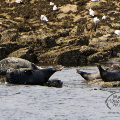 grey seals