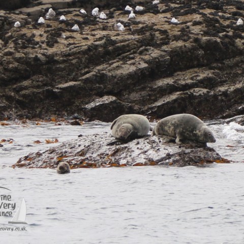 grey seals