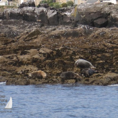 grey seals