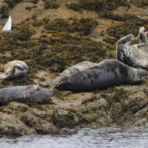 grey seals