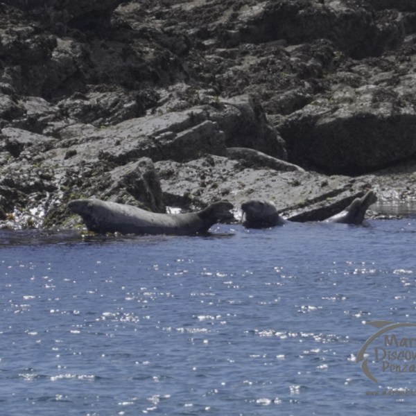 grey seals