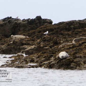 grey seals