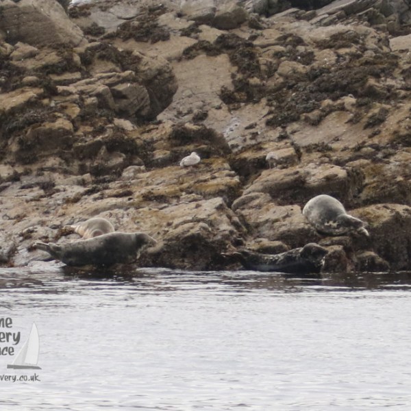 grey seals