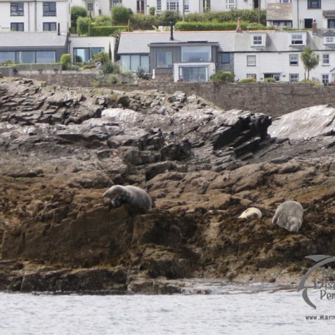 grey seals