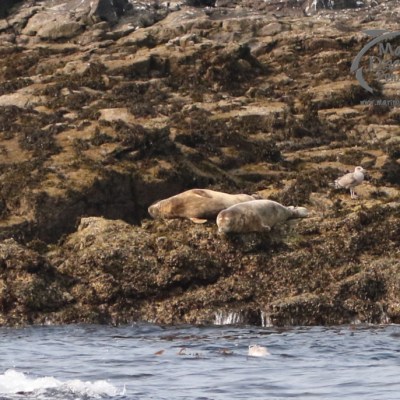grey seals