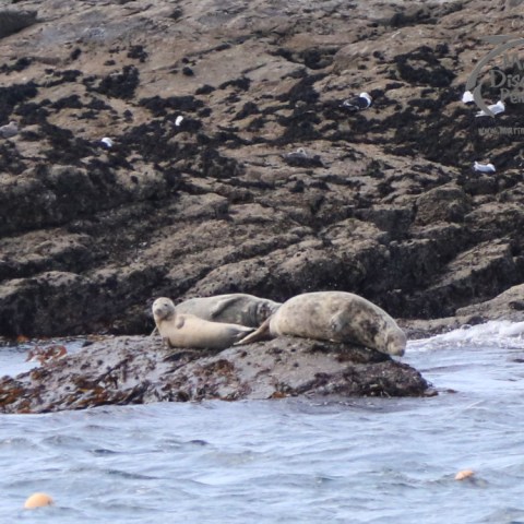 a seal on a rocky beach