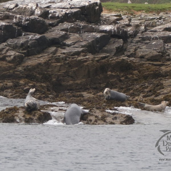grey seals