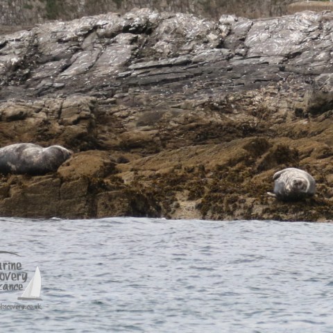 grey seals