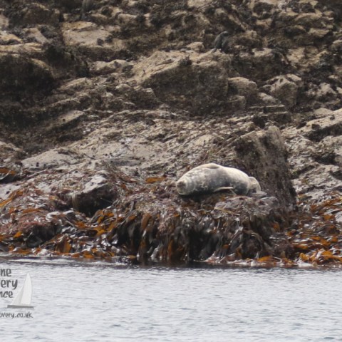 grey seals