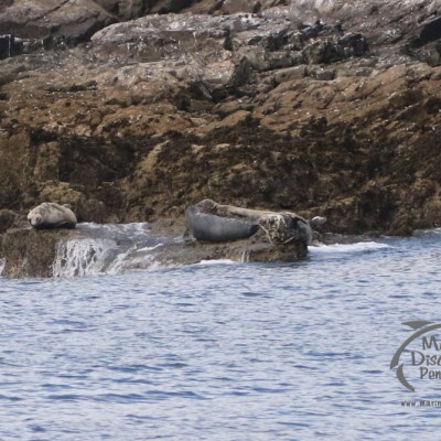 grey seals