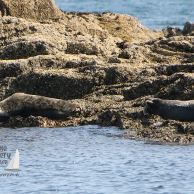 grey seals