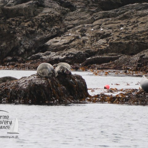 grey seals