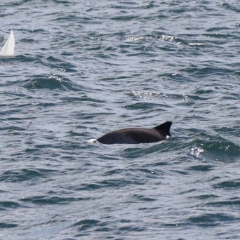 harbour porpoise