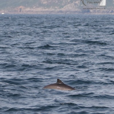 harbour porpoise