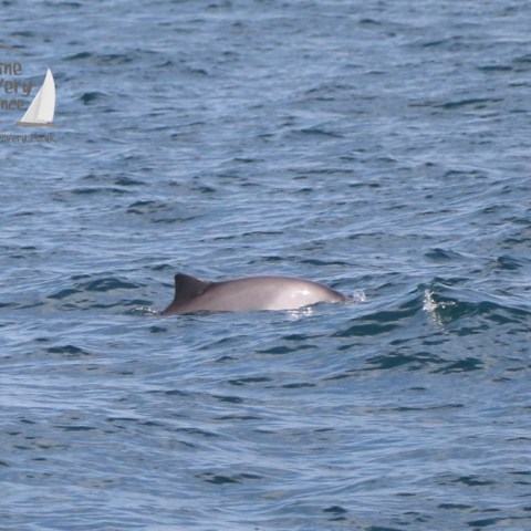 harbour porpoise