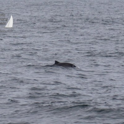 harbour porpoise