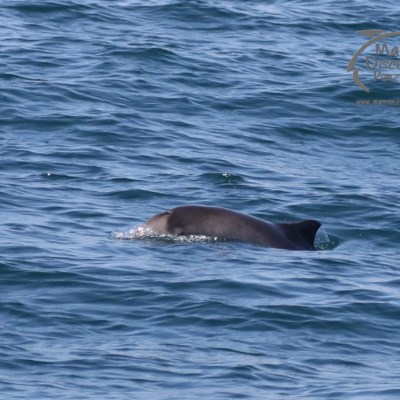 harbour porpoise