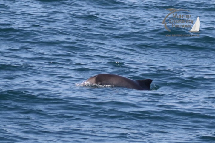 harbour porpoise
