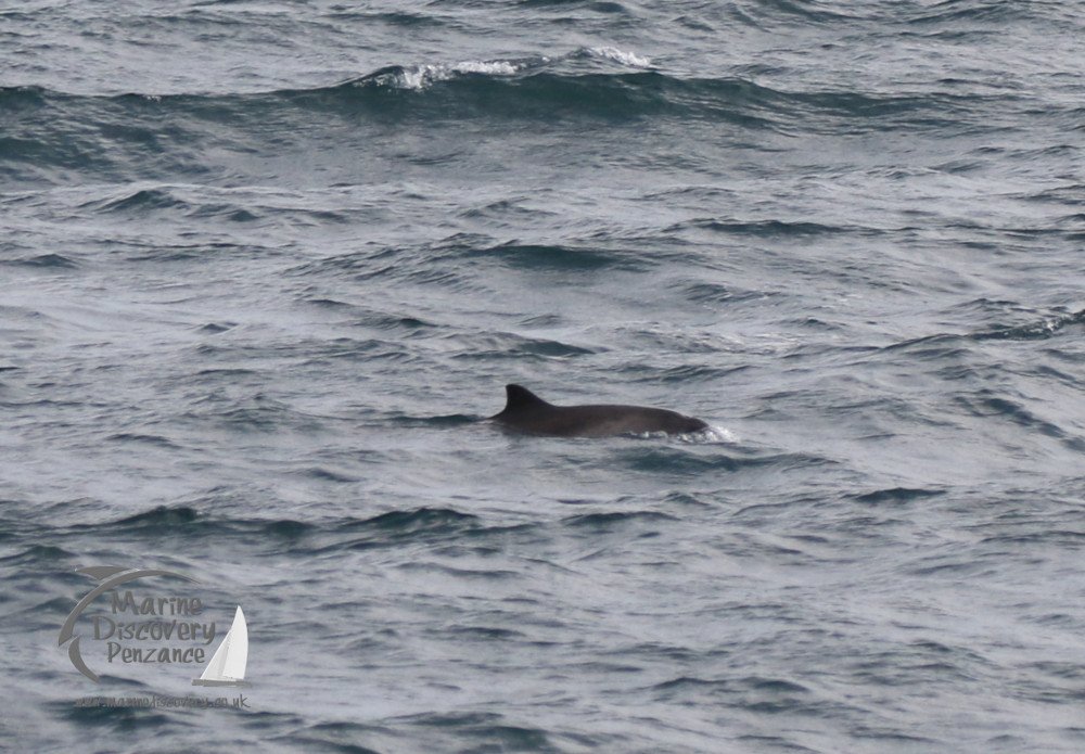 harbour porpoise