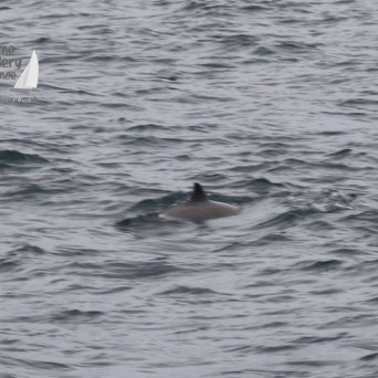 harbour porpoise
