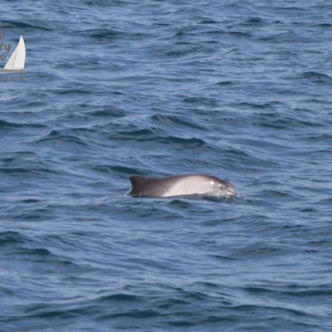 harbour porpoise face