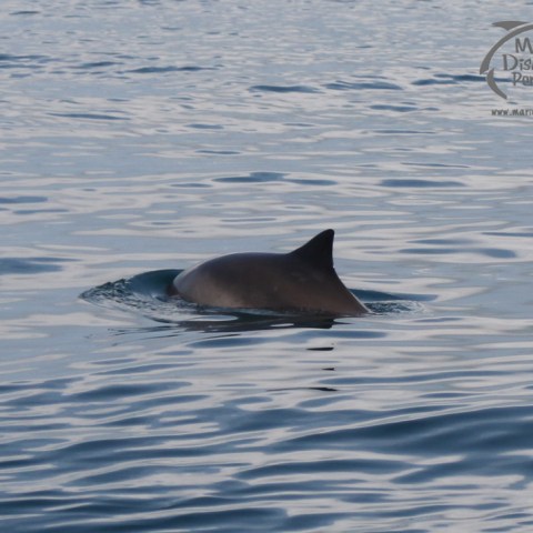 harbour porpoise