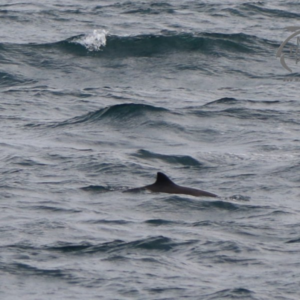harbour porpoise