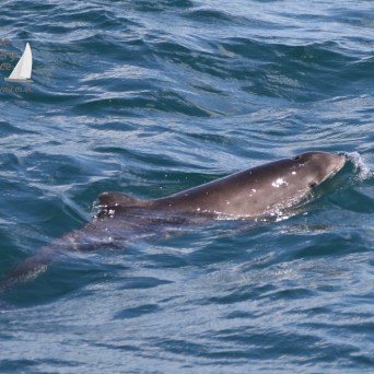 harbour porpoise