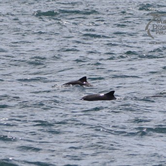 harbour porpoises
