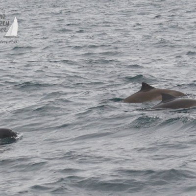 harbour porpoises