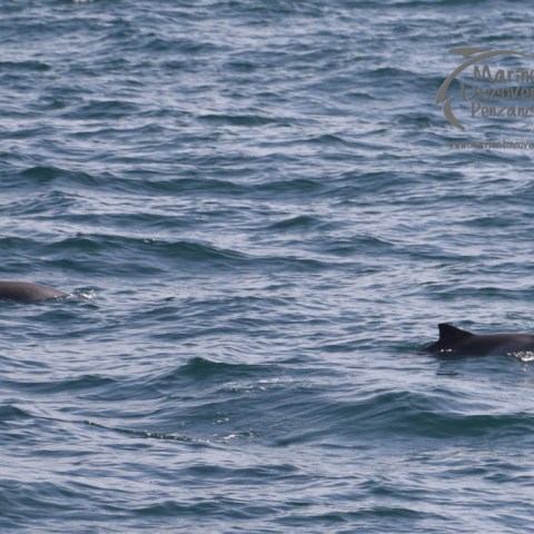 harbour porpoises