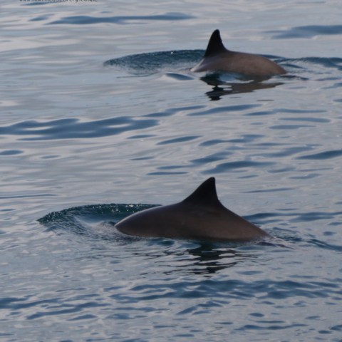 harbour porpoises