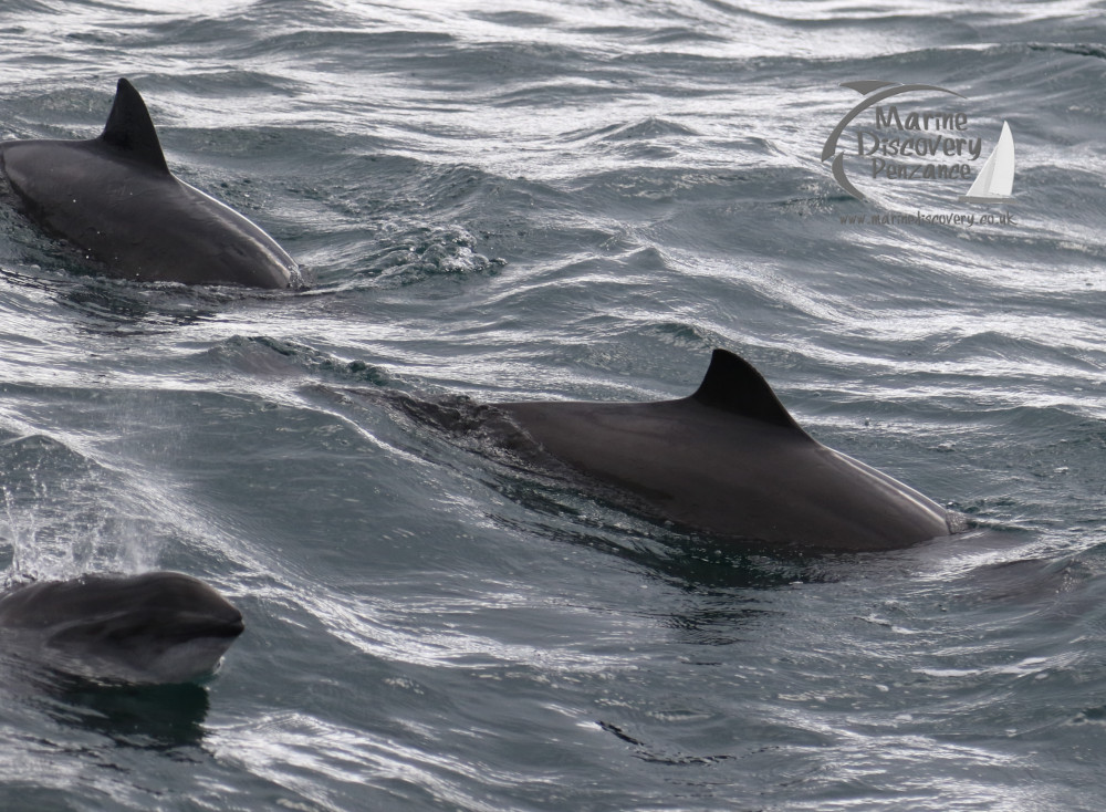 harbour porpoises