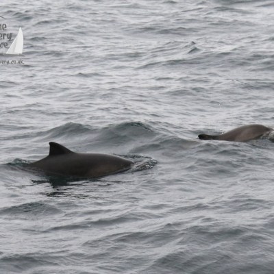 harbour porpoises