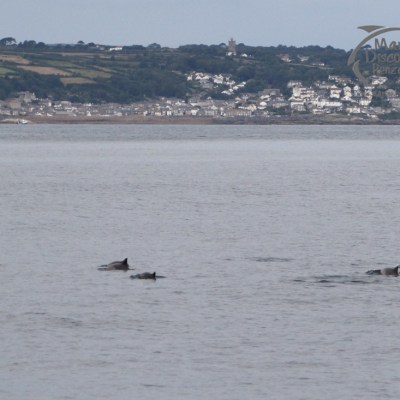 harbour porpoises