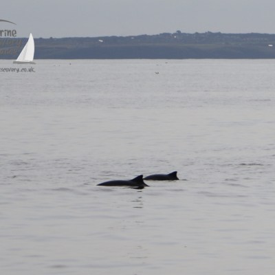 harbour porpoises
