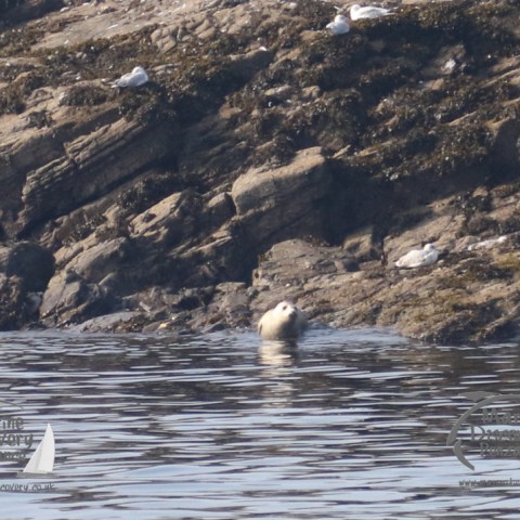 juvenile grey seal
