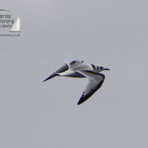 juvenile kittiwake