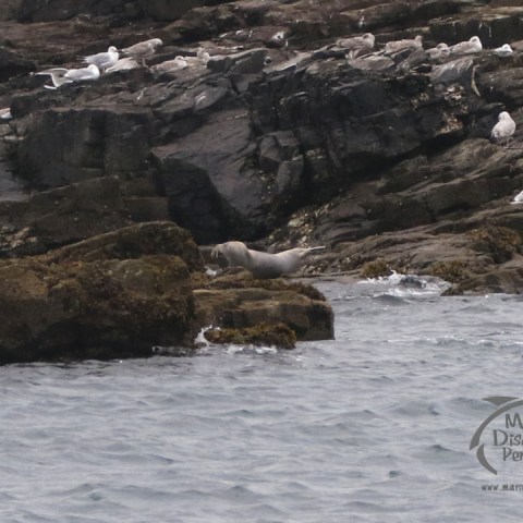 juvenile seal