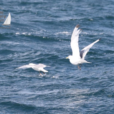 kittiwakes