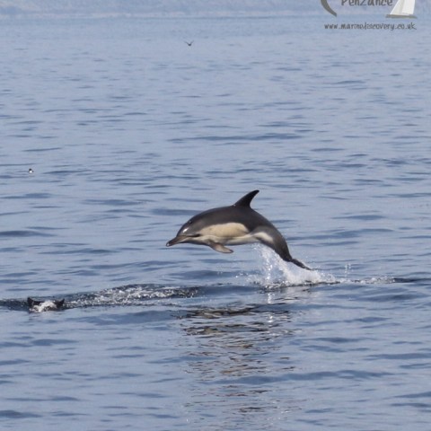 leaping common dolphin