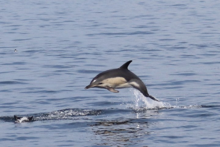 leaping common dolphin