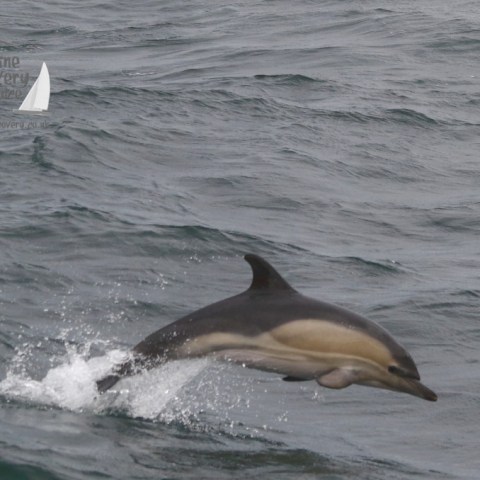 leaping common dolphin