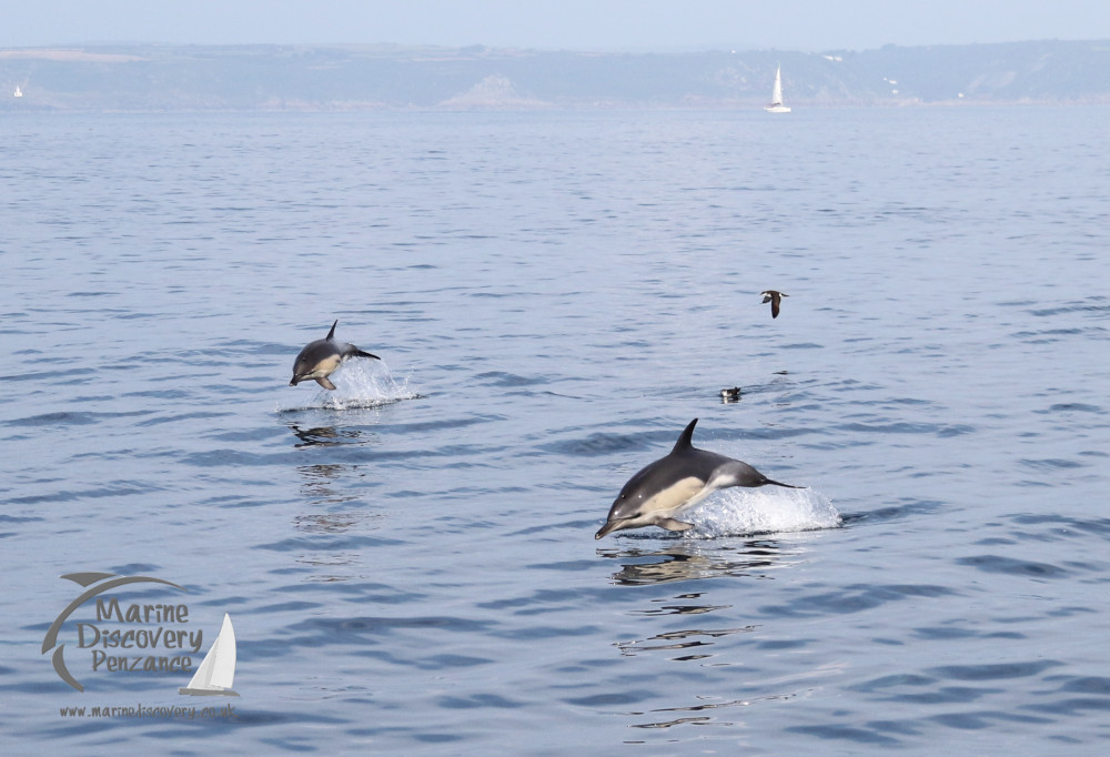 leaping common dolphins