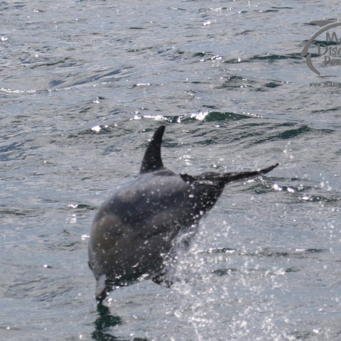 leaping dolphin